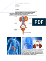 Sistema urinário: estrutura e funções dos rins, ureteres, bexiga e uretra
