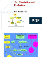 Citric Acid Cycle