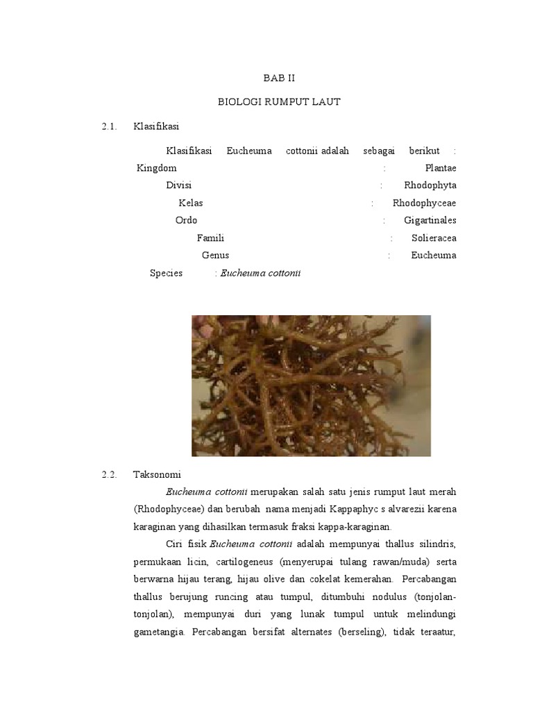 Klasifikasi dan Budidaya Eucheuma Cottonii | PDF | Griya & Taman ...