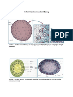 Bahan Praktikum Anatomi Batang