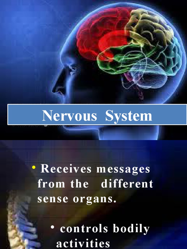 BRAIN Grade4 | PDF