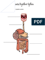 digestive system worksheet(1)