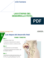 Las Etapas Del Desarrollo Fetal: Biología y Geología 3º ESO