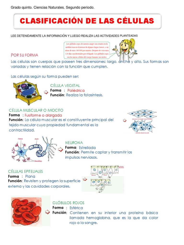 Clasificación de Células por Forma | PDF | Nucleo celular | Biología ...