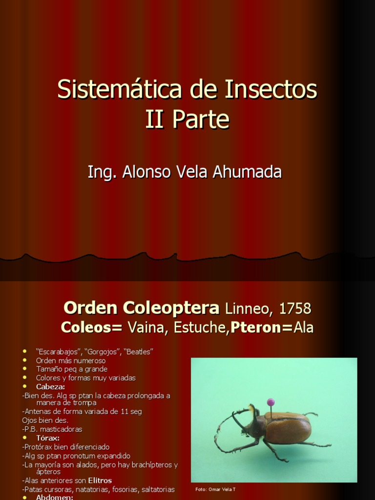 Sistemática de Coleópteros Agrícolas | PDF | Mosca | Polilla