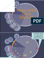 REGULACION CICLO - Parte II - REPARACION ADN