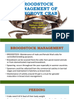 Broodstock Mgt. Mangrove Crab
