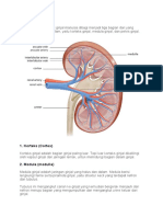 38 Bagian Ginjal