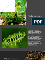 Presentation Biologie Plante Carnivore