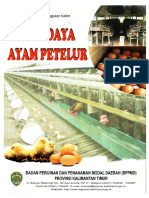 Ayam Petelur Kalimantan