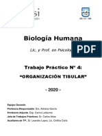 Organización tisular en biología humana