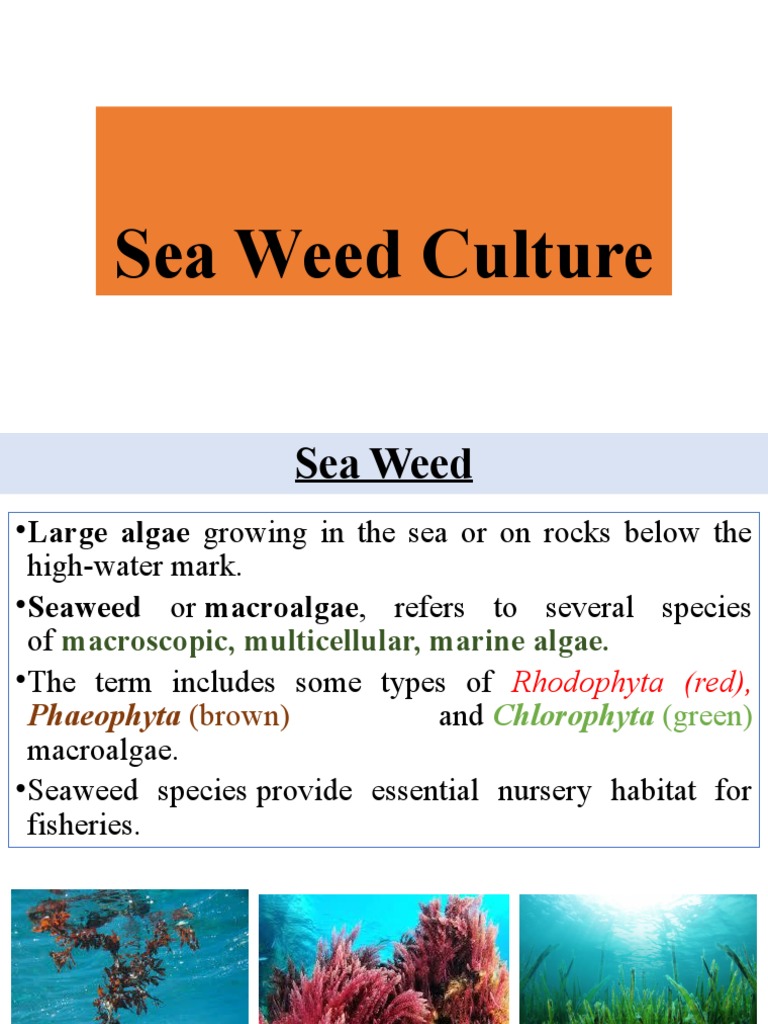 Sea Weed Culture | PDF | Seaweed | Algae