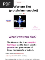 Western Blot