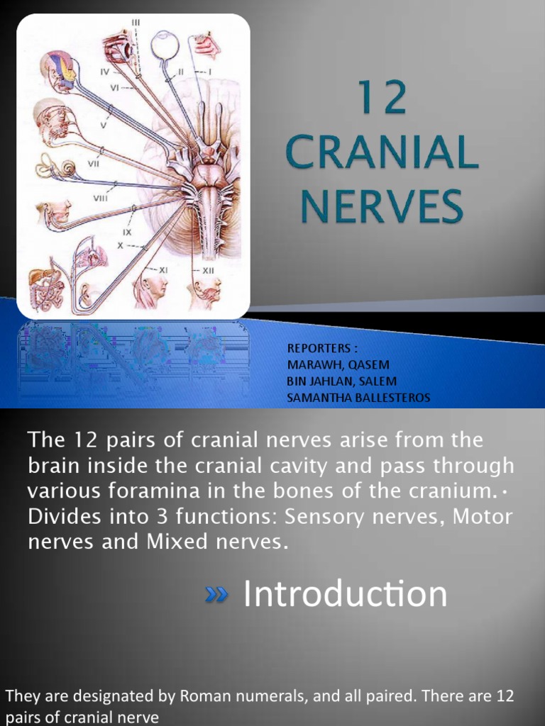 Overview of Cranial Nerves Functions | PDF | Vagus Nerve | Human Anatomy