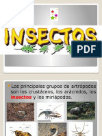 Anatomía externa de los insectos