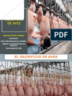 CLASE 4. El Sacrificio de Pollos de Engorde