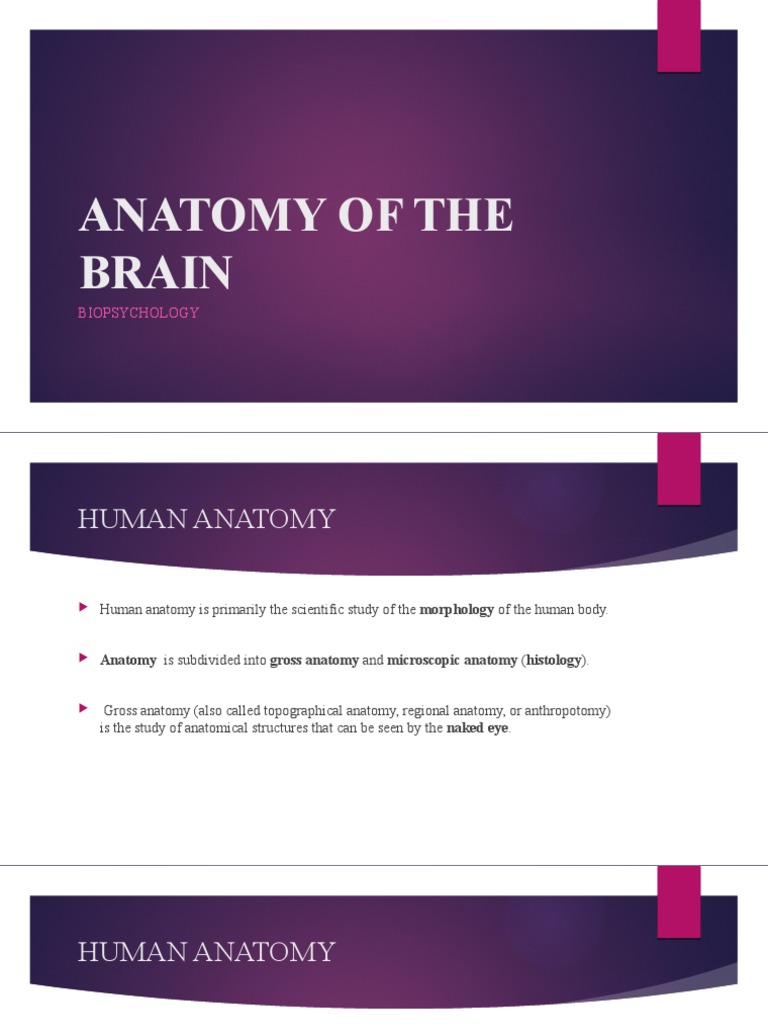 Anatomy of The Brain | PDF | Nervous System | Central Nervous System