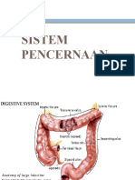 Gambar Sistem Pencernaan