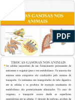 Trocas Gasosas Nos Animais (Guardado Automaticamente)