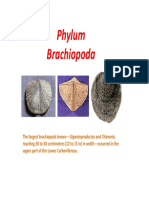 Brachiopoda 1