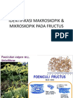 Identifikasi Makroskopik Mikroskopik Pada Fructus