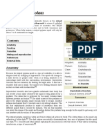 Sepioloidea Lineolata PDF