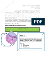 Informe de Práctica Sistema Digestivo I