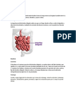 Sistema Digestivo (Fisiologia)