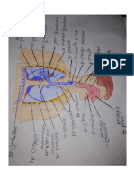 Taller Sistema Respiratorio