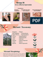 Meranti Trees (Shorea Leprosula) : Group XI
