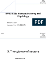F-The Cytology of Neurons