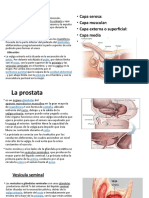 Vejiga Urinaria Masculina Diapositiva Anatomia 2