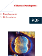 Organogenesis Turunan Ektoderm PPT