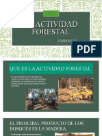 La Actividad Forestal
