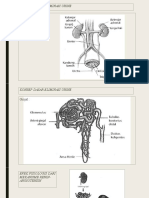 Anatomi Fisiologi Saluran Perkemihan:: Konsep Dasar Eliminasi Urine