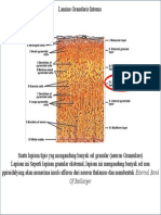 Lapisan Granular Interna (Cerebrum)