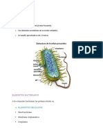 Bacterias Gram - Estructura