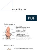 Anatomi Rectum