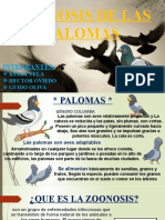 Etica Palomas