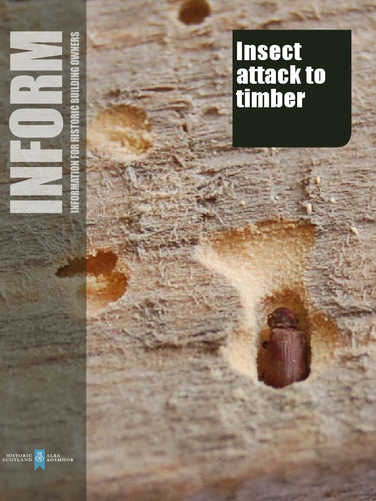 Insect Attack on Timber: Identification & Treatment | PDF | Lumber | Beetle
