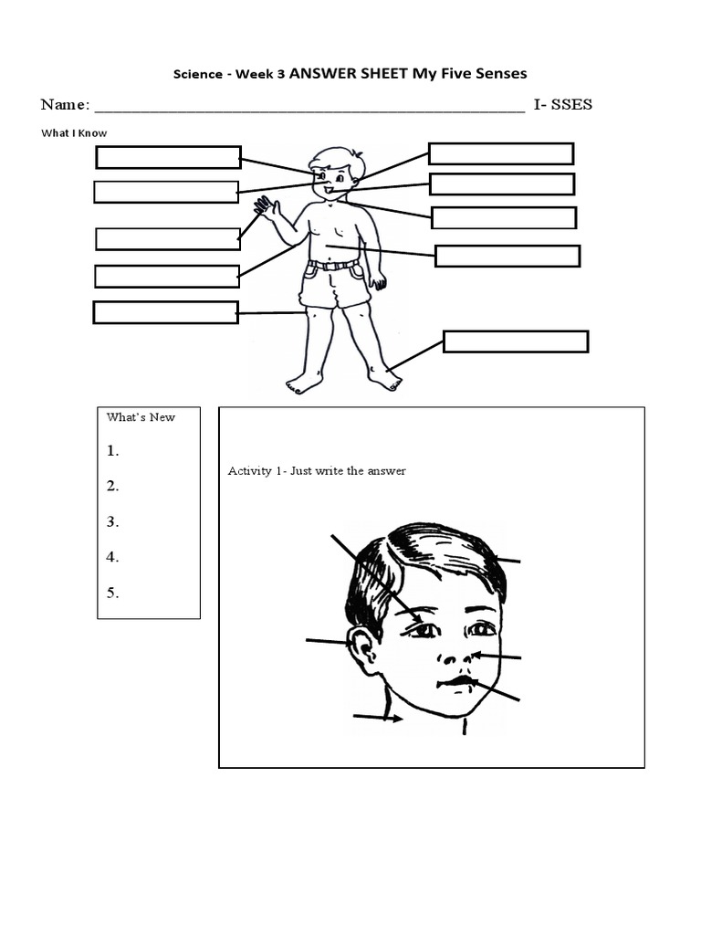 My Five Senses: Week 3 Answer Sheet | PDF