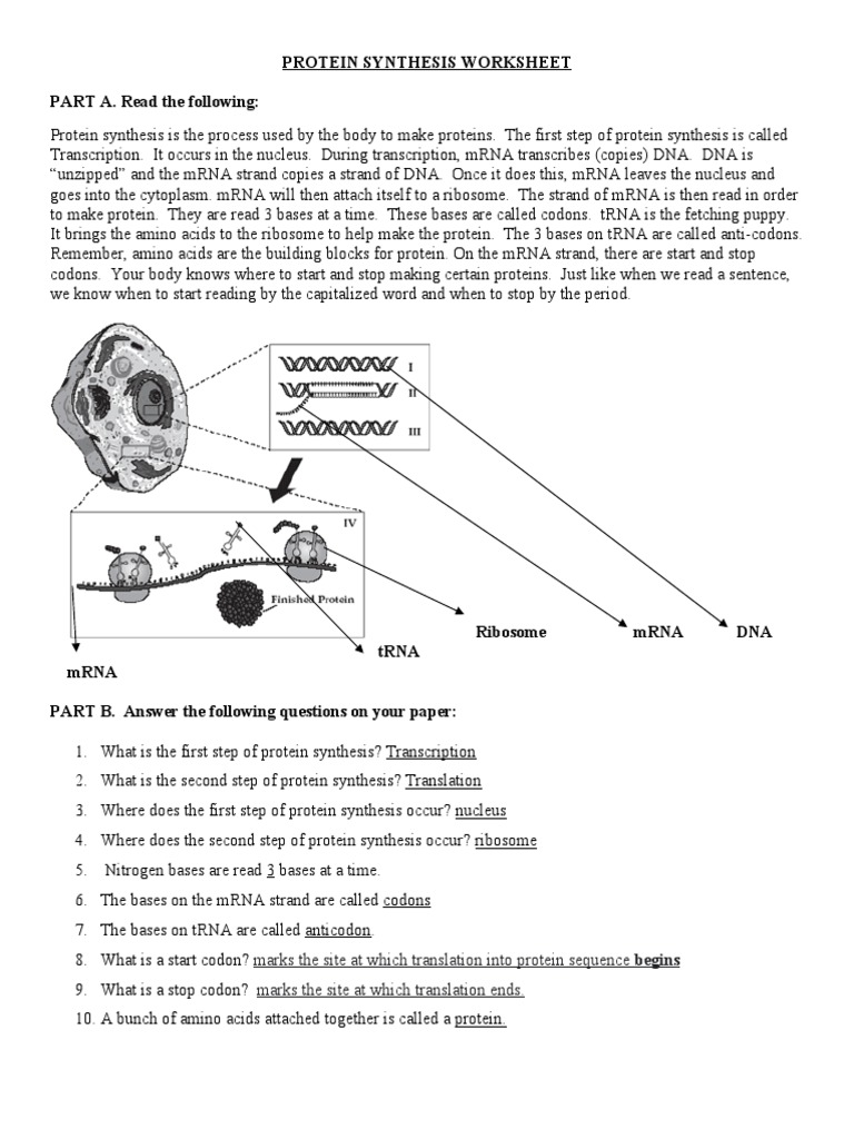 Protein Synthesis Worksheet PART A. Read The Following | PDF | Translation  (Biology) | Biosynthesis