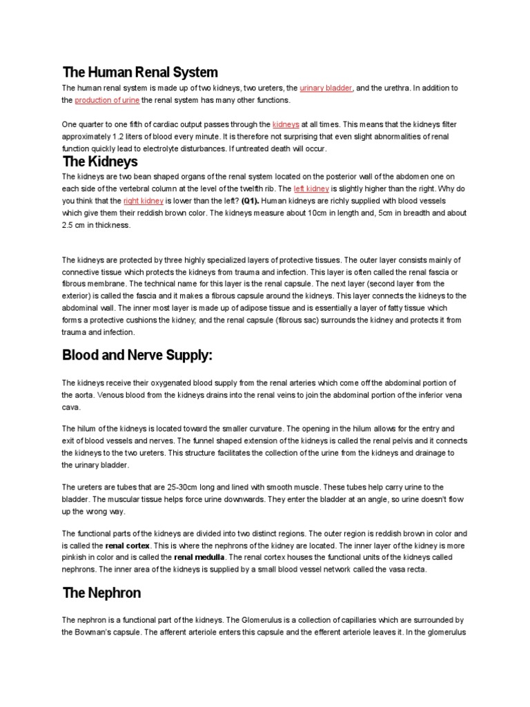 STRUCTURE AND FUNCTION OF RENAL SYSTEM PDF visual data 3
