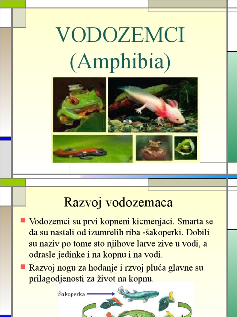 Vodozemci | PDF