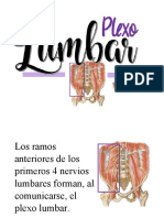 Plexo Lumbar