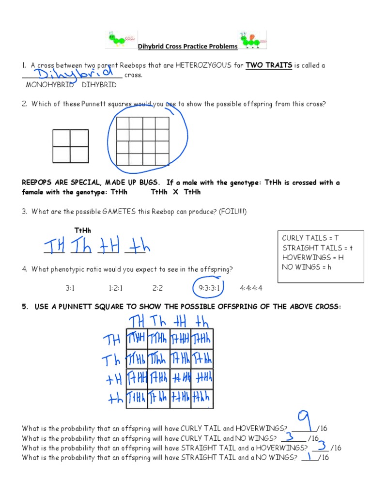 Dihybrid Cross Practice Problems Answer Key Dominance Genetics Zygosity
