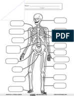 El Esqueleto Ficha PDF