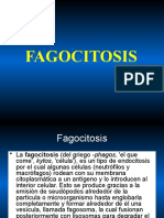 04 Fagocitosis