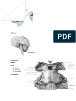 Mesencéfalo o Cerebro Medio