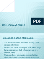 Molluscs and Snails